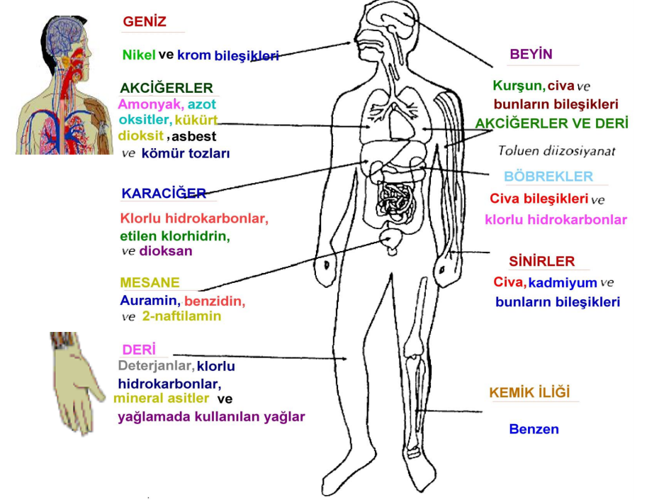 kimyasallarin sagliga etkisi